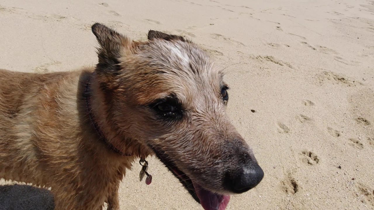 Close-up of wet dog's face and ears over sand.
