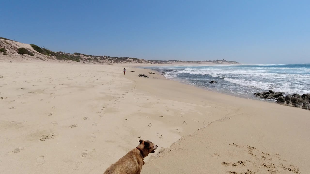 Dog on sandy beach facing surf and distant walker