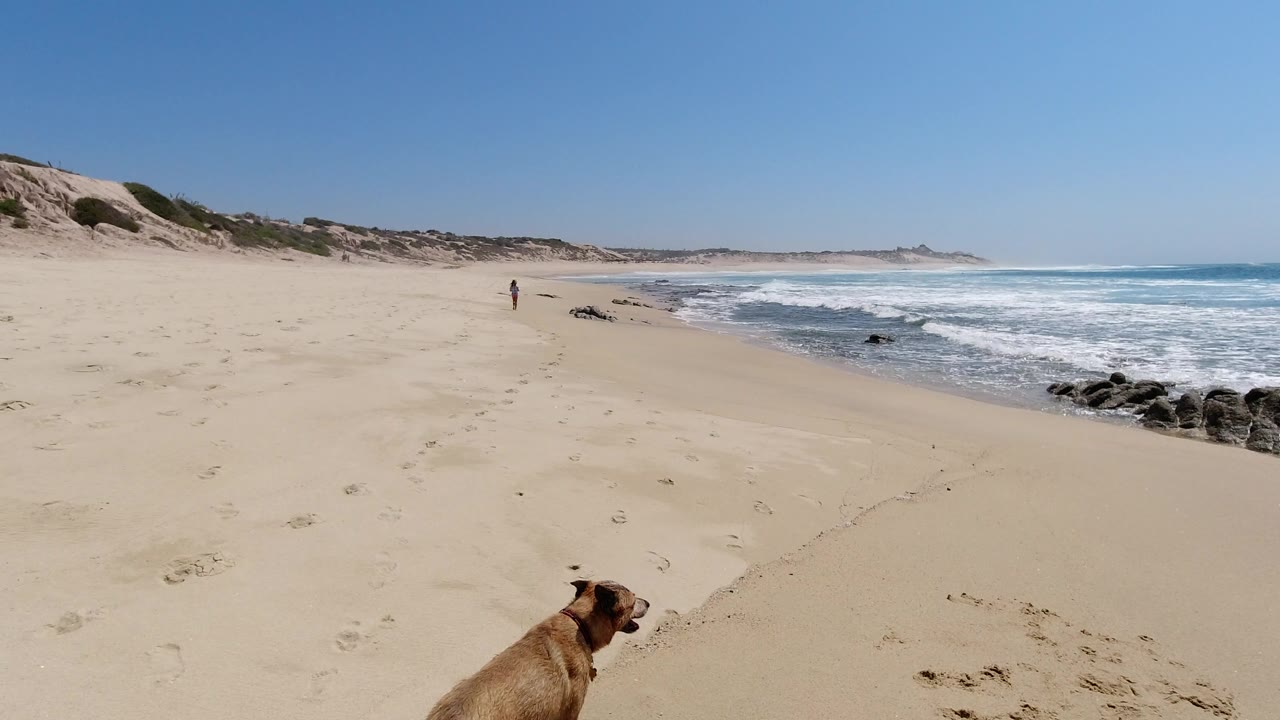 The Los Cabos shoreline stretches across the frame with the dog low in front, a small walker near the waterline, pale sand, low dunes, and white surf to the right.