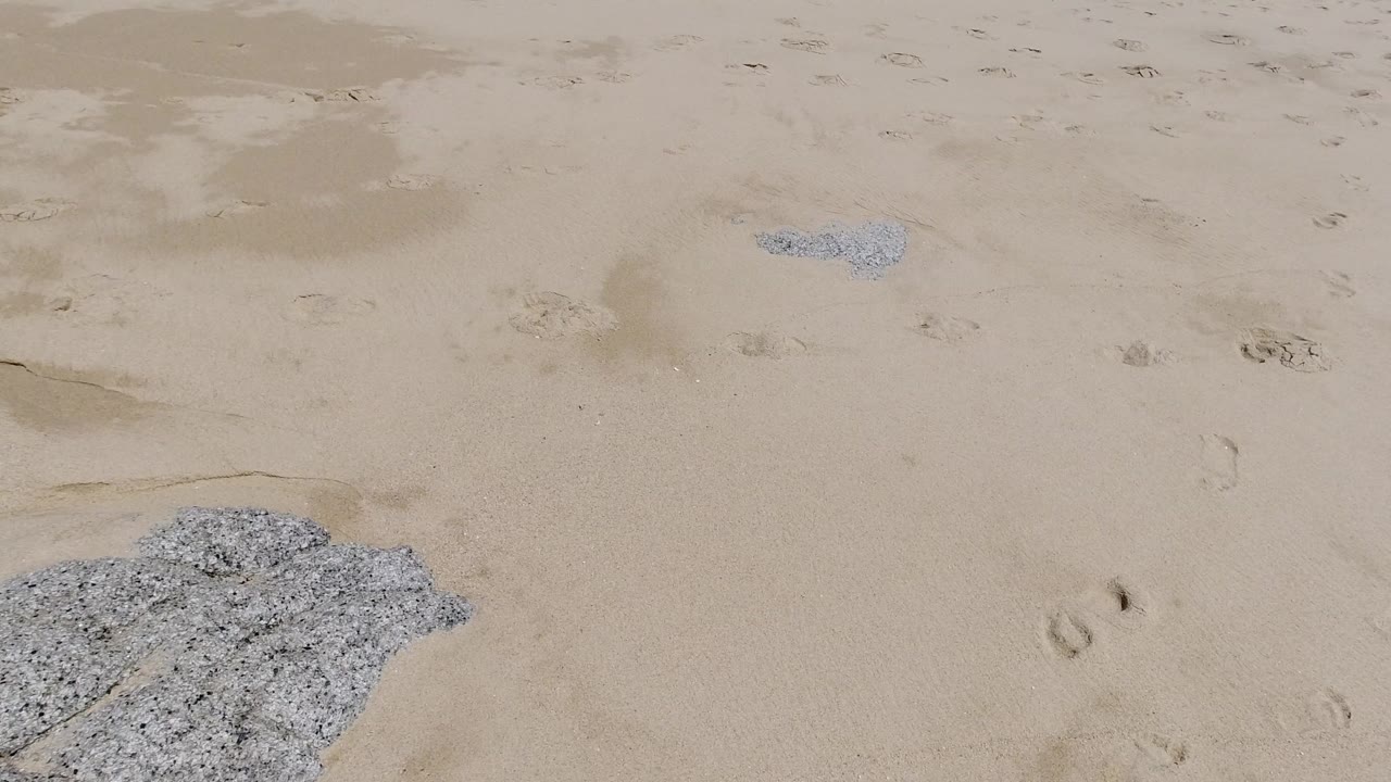 Close view of pale Los Cabos beach sand with scattered footprints, damp tan patches, a white foam or shell deposit near the lower left, and no visible people.