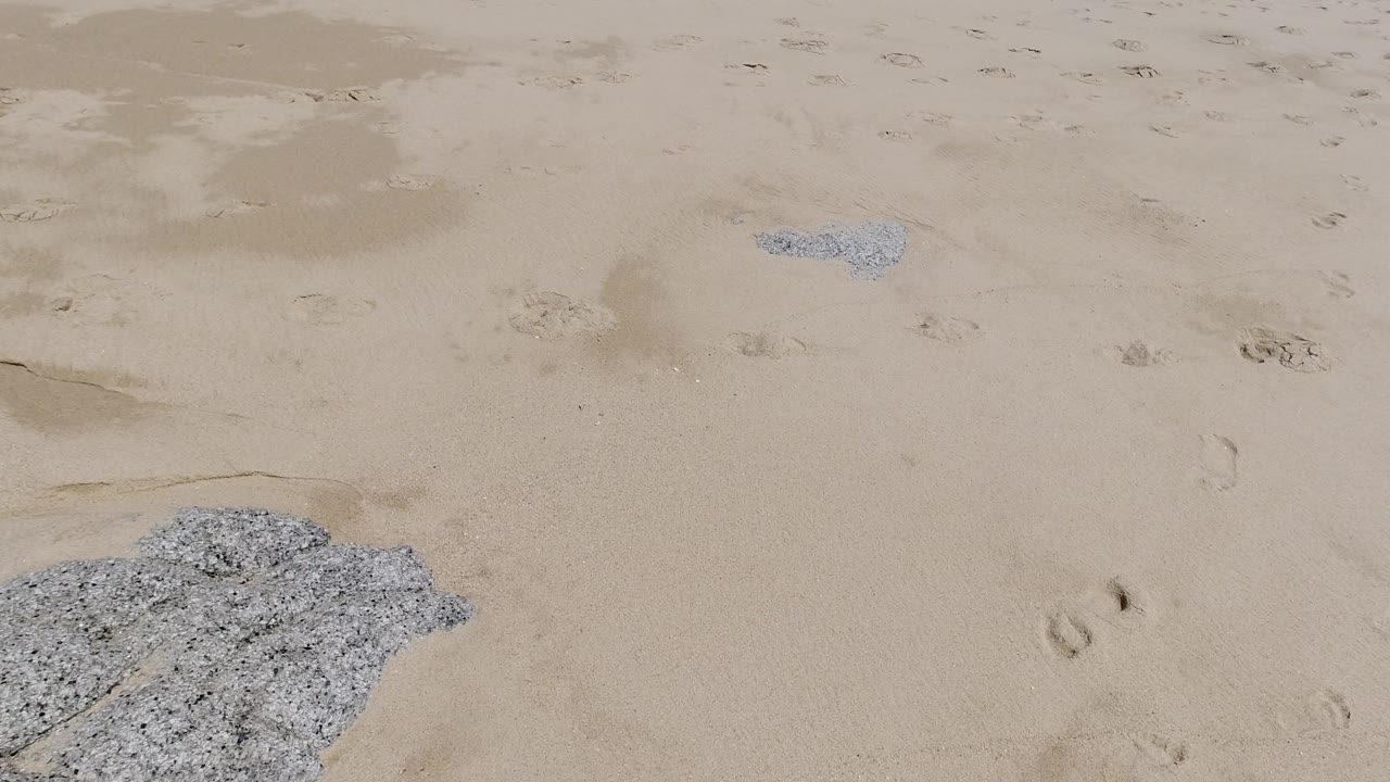 A slightly shifted view of Los Cabos beach sand shows footprints, irregular damp areas, and a white textured patch near the lower center, with no visible people.