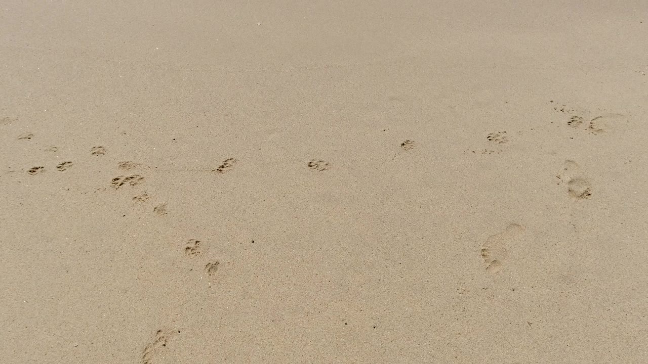 A high view of Los Cabos beach sand shows multiple footprint trails spread across the upper and lower areas, with no visible people.