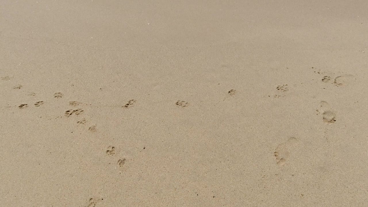 White surf begins entering over sandy beach with footprints.