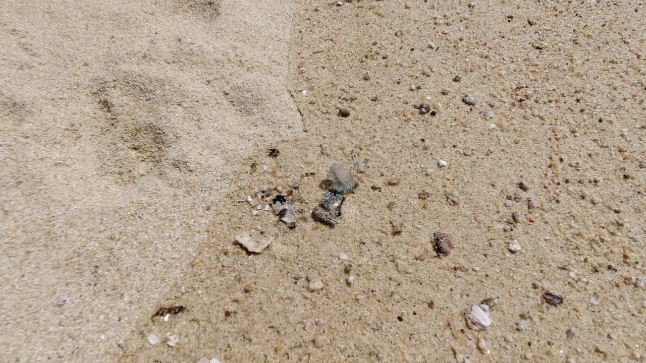 Wet sand with small shells and pebbles in bright sun.