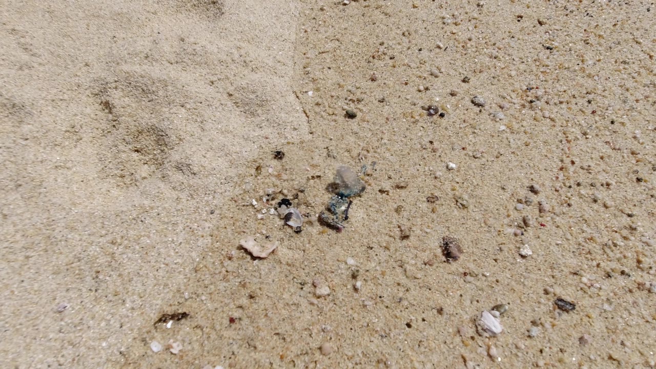 Sunlit sand in Los Cabos, Mexico, shows a small cluster of shells and rocks near the lower center, with no visible people in this frame.
