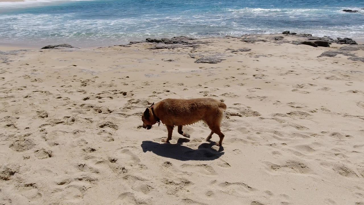 Brown dog walking on sandy beach with waves behind it