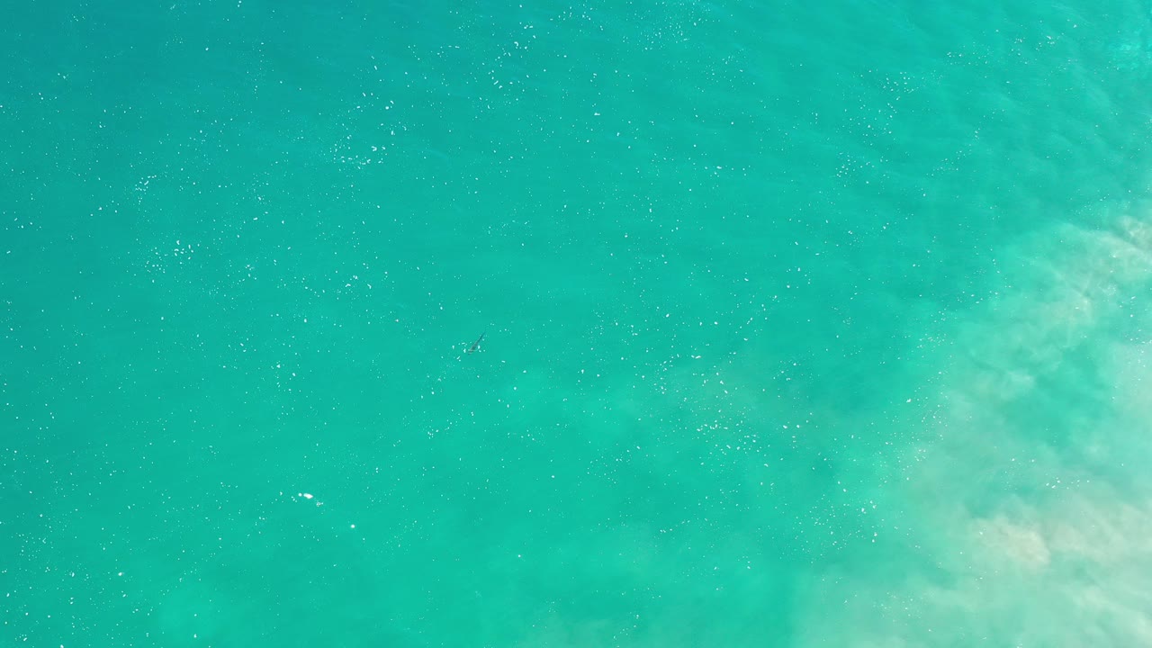 Turquoise ocean water in Los Cabos with pale sand clouding the right side, tiny dark sea creatures or debris in the water, and no visible people.