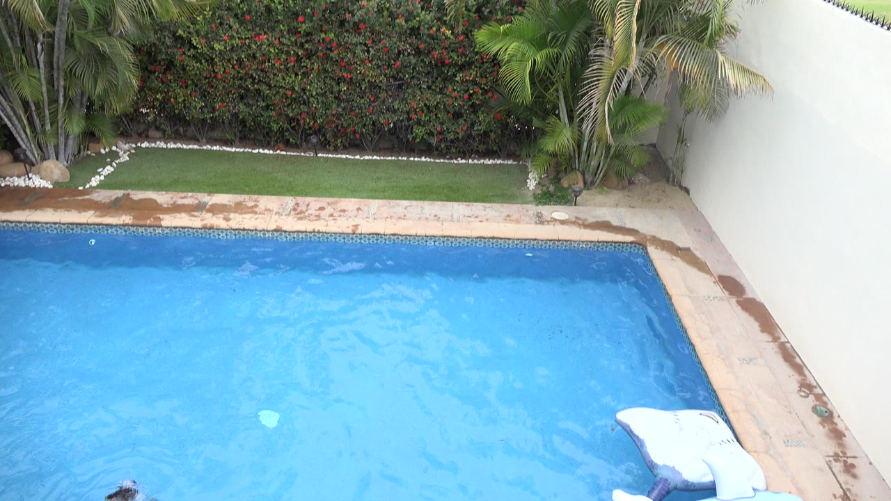 A Los Cabos backyard pool fills the lower frame with a white pool float at the right edge, palm trees and a flowering hedge behind it, and no visible people.