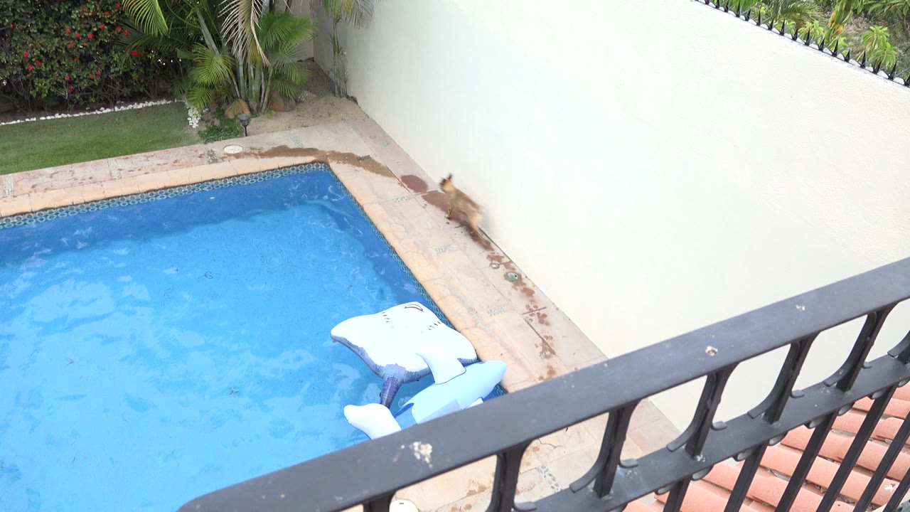 High-angle Los Cabos backyard view with a blue swimming pool, black balcony railing in front, and a tan dog near the far pool edge, with no visible people.
