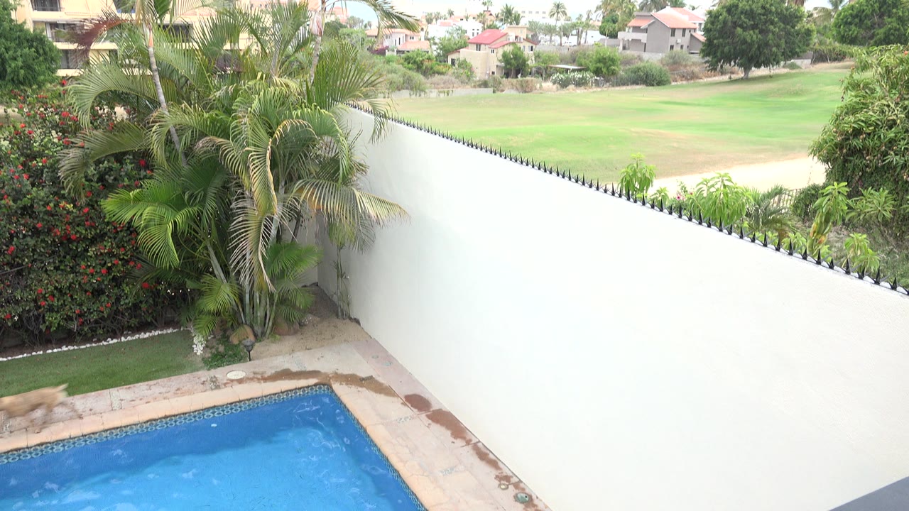 Pool corner, white stucco wall, palms, shrubs, and green turf beyond.
