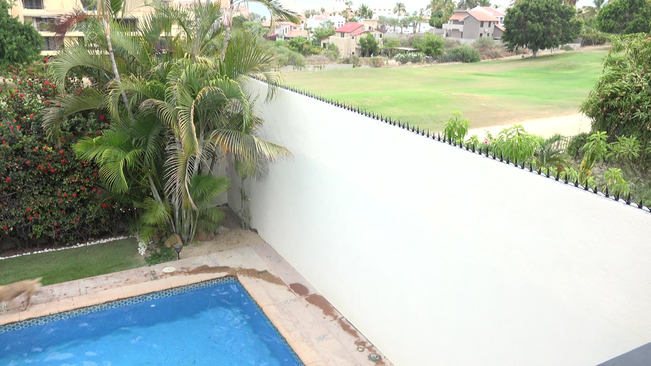 Los Cabos backyard frame with the pool cropped along the bottom, dense palms and red-flowering shrubs beside a white wall, green grounds behind it, and no visible people.