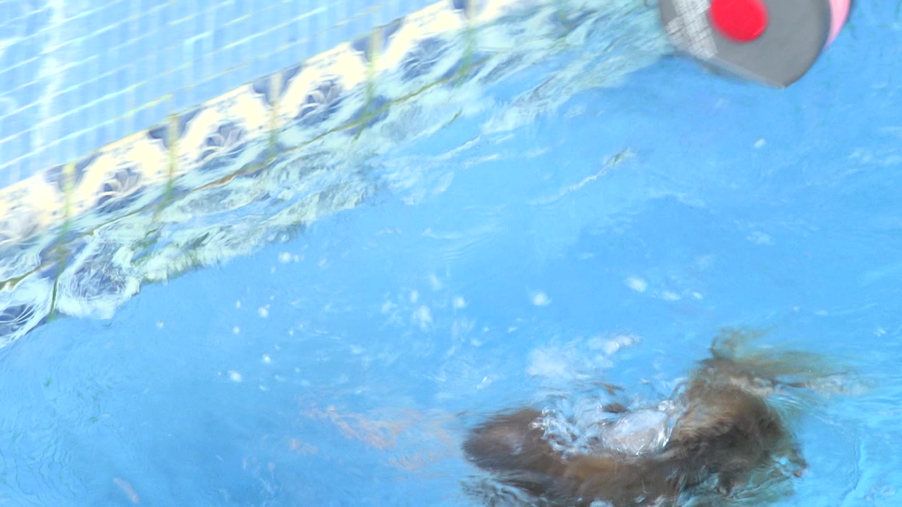 Child's head and hair blur beneath the blue pool water in Los Cabos, Mexico, with the tiled pool border visible along the upper edge.