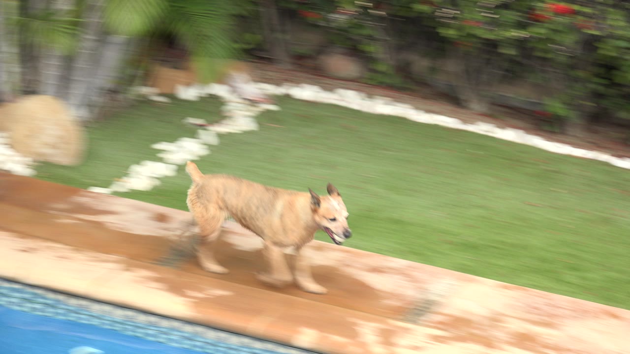 Brown dog running beside a blue swimming pool.