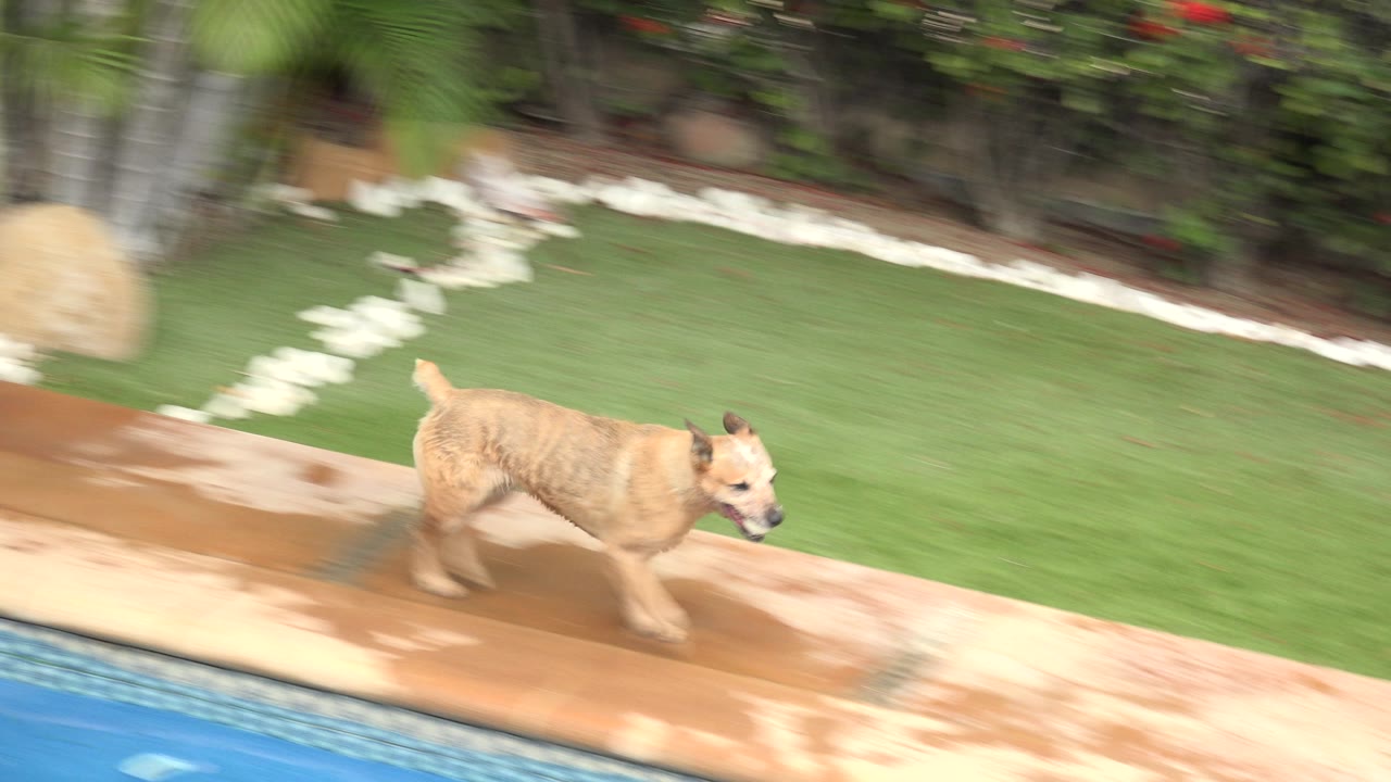 The dog continues along the poolside path in Los Cabos, Mexico, passing wet decking with the blue pool below and a green lawn and hedge line behind, with no visible people.