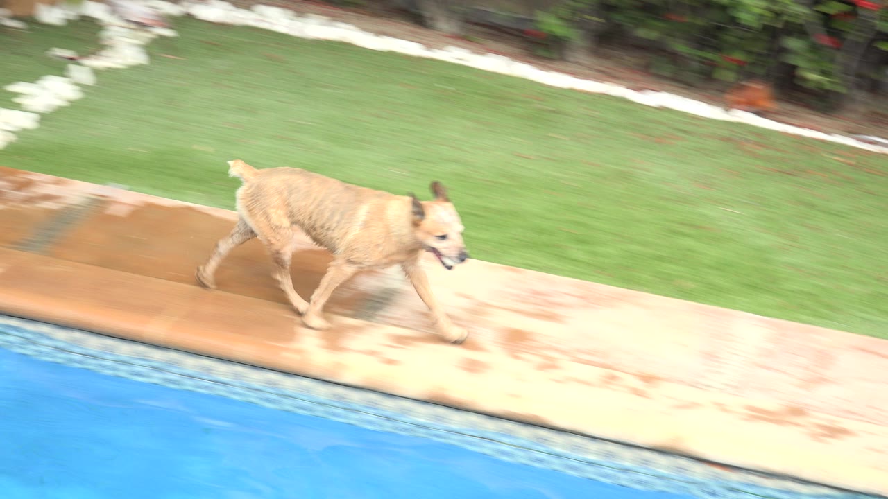 At the start of the Los Cabos clip, a tan dog runs along a wet pool deck beside bright blue water and green lawn, with no visible people.