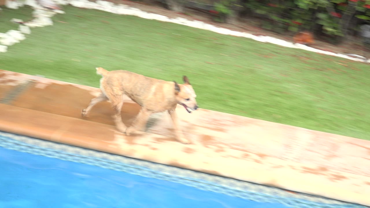 The dog continues along the pool edge in Los Cabos, passing between the blue water in the foreground and a strip of green lawn behind it, with no visible people.