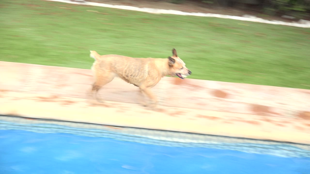 Dog farther along a pale pool deck beside blue water.