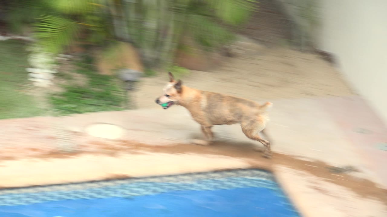 Tan dog running beside a swimming pool with a toy in its mouth.
