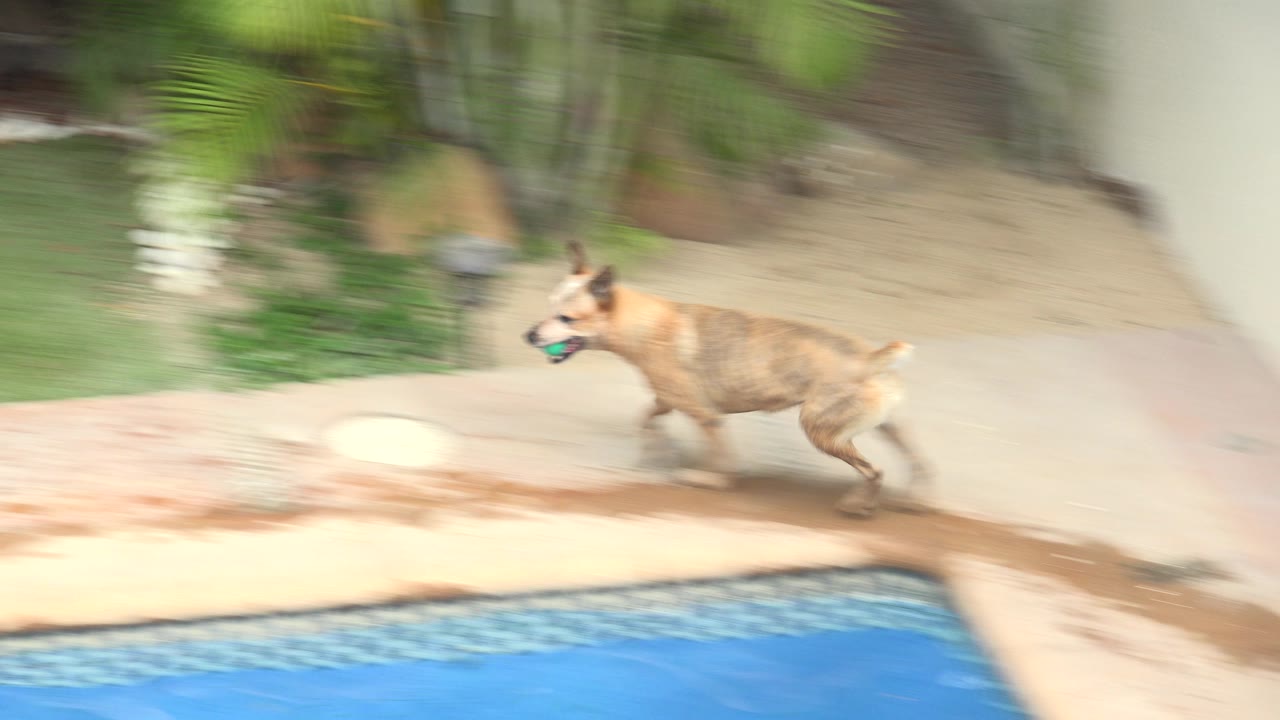 The dog remains beside the swimming pool on the wet patio in Los Cabos, Mexico, with landscaping and a walkway behind it and no visible people.