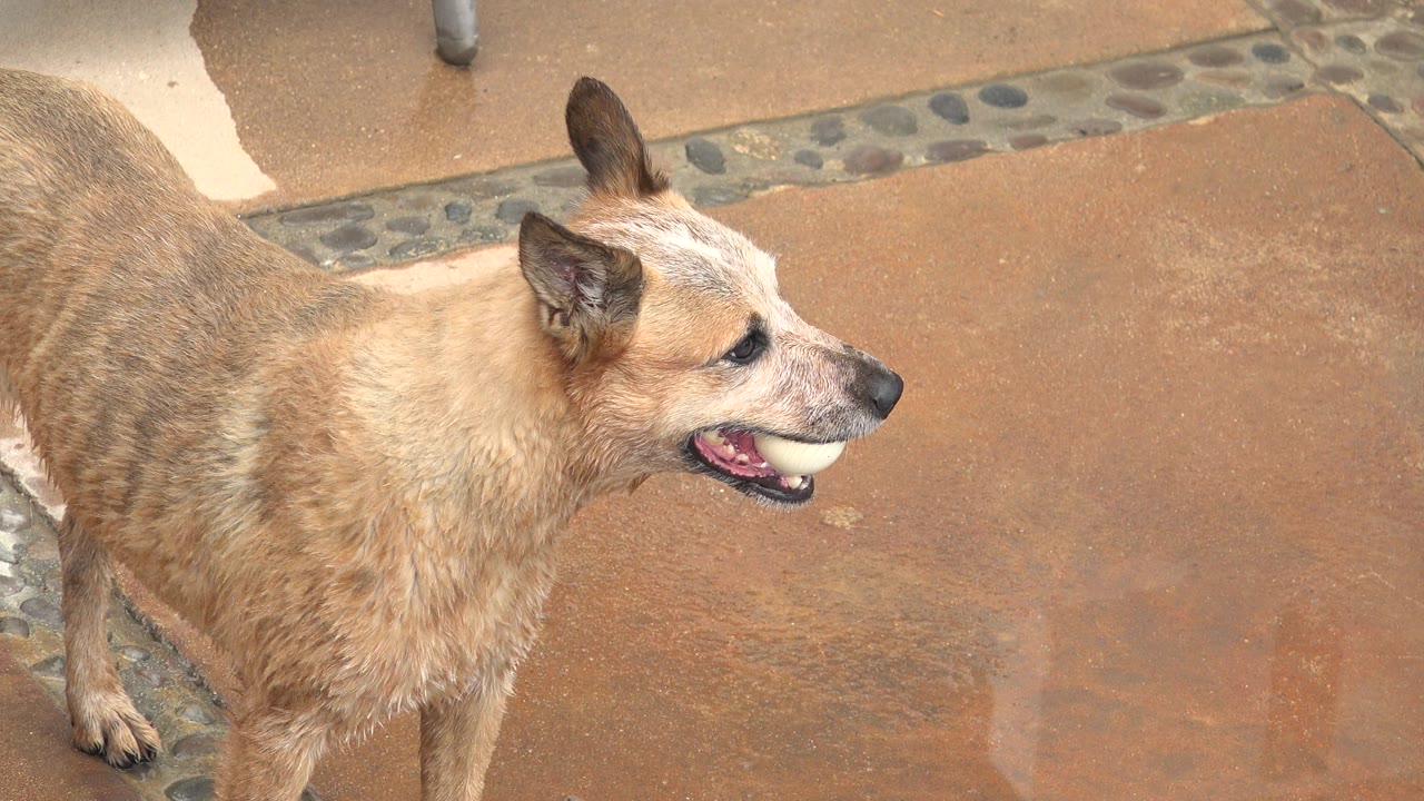 Wet tan-and-white dog in Los Cabos, Mexico stands on a reddish patio holding a pale ball in its mouth, with no visible people in this opening frame.