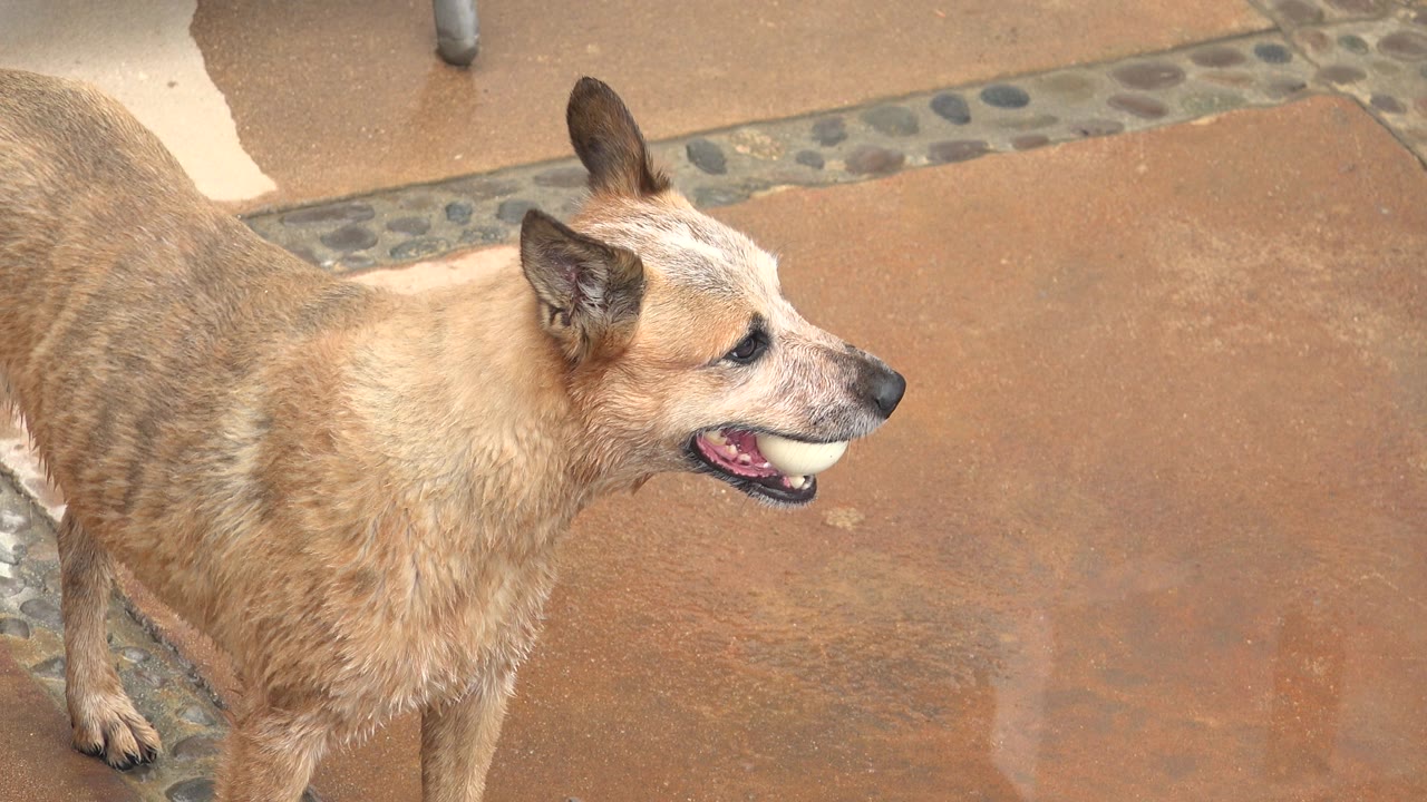 The Los Cabos dog holds the ball while facing right across the reddish patio, with pebble trim behind it and no visible people.