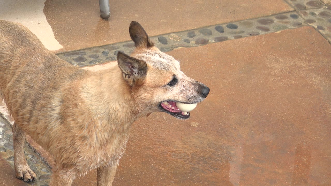 Tan dog waits with a ball in its mouth.