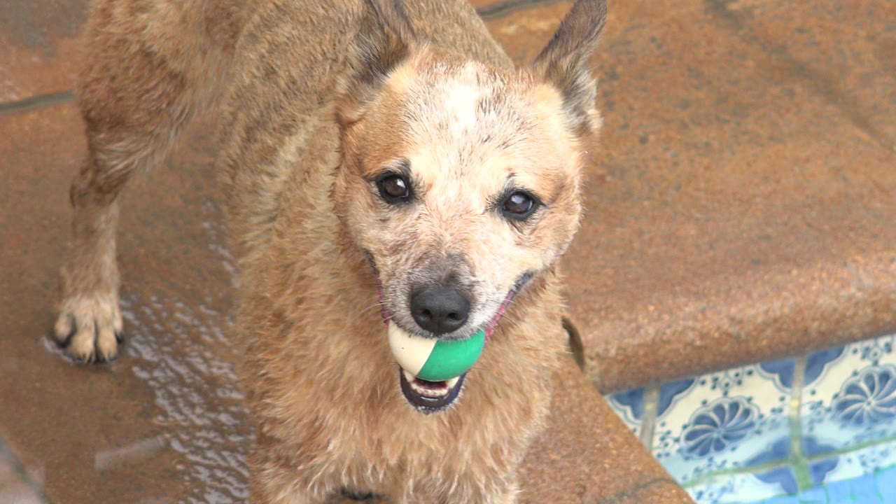 Wet tan dog holding a green tennis ball beside a pool.