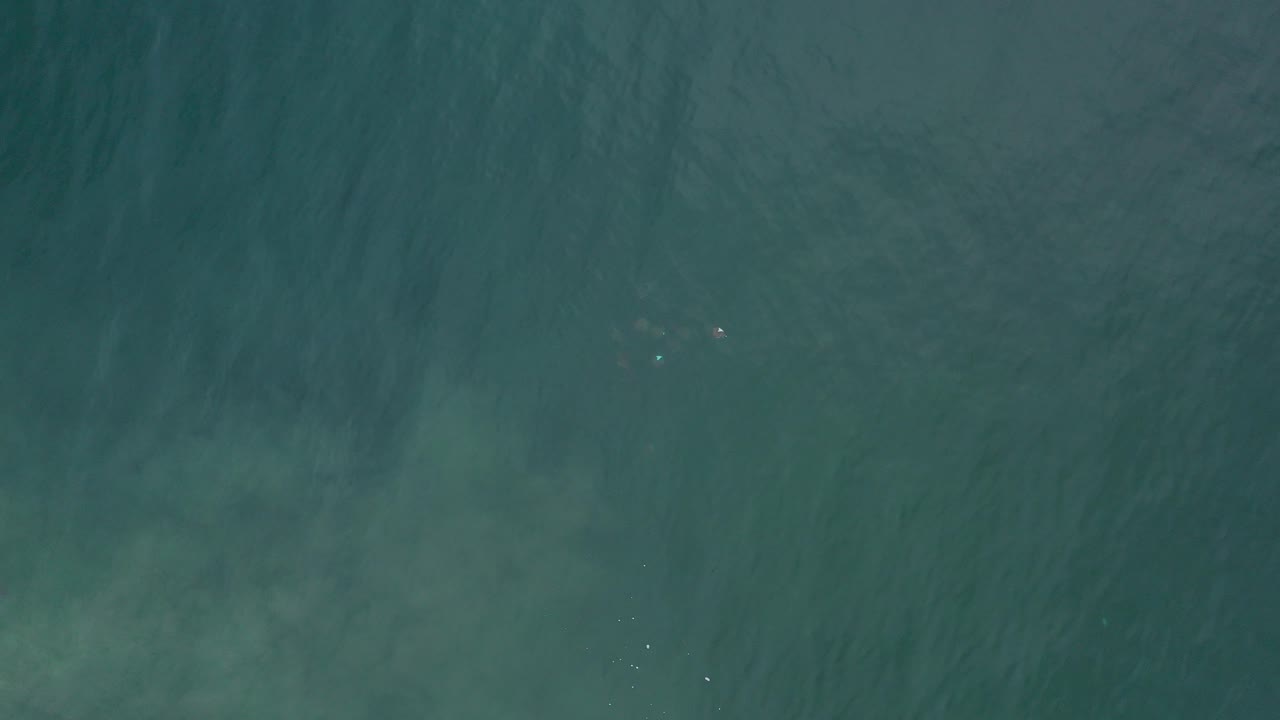 Top-down aerial frame over green-blue water in Los Cabos, Mexico, with faint pale patches and tiny fish-like specks below the surface, no visible people.