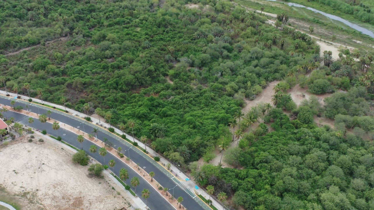 Curved paved road beside dense green vegetation and sandy ground.