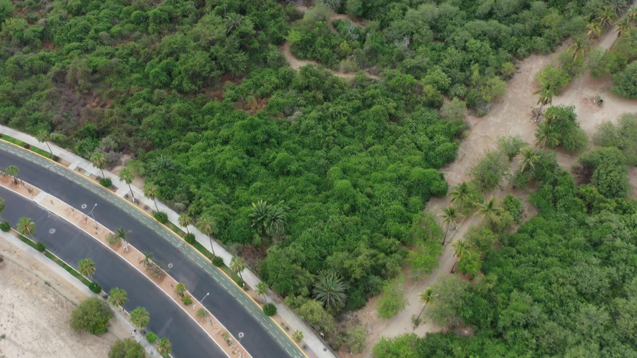 High aerial view of roadside greenery and thick tree canopy.