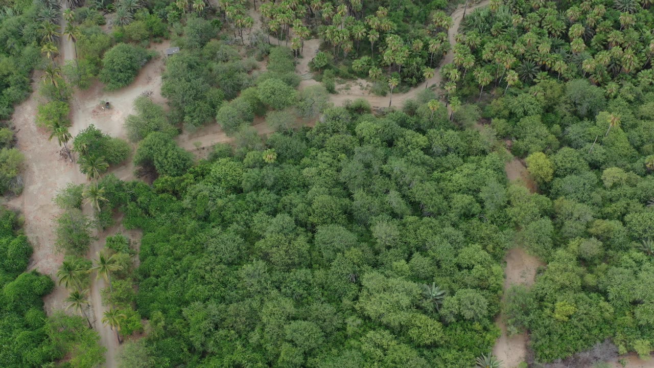 Overhead view of dense green trees and pale dirt paths.