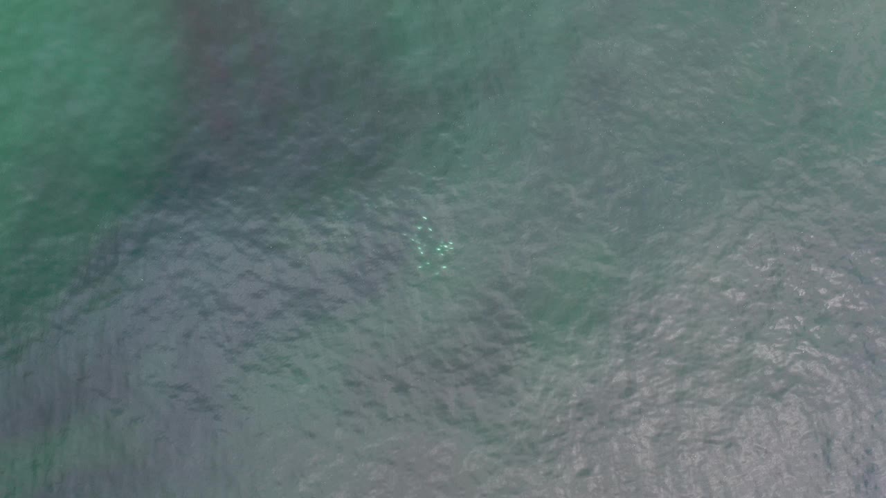 Opening overhead view of greenish blue ocean water in Los Cabos with a small cluster of pale objects under ripples and no visible people.