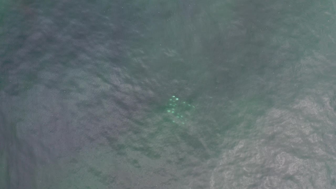 Top-down view in Los Cabos, Mexico, with a small glowing jellyfish cluster beneath dark rippled blue-green water and no visible people.