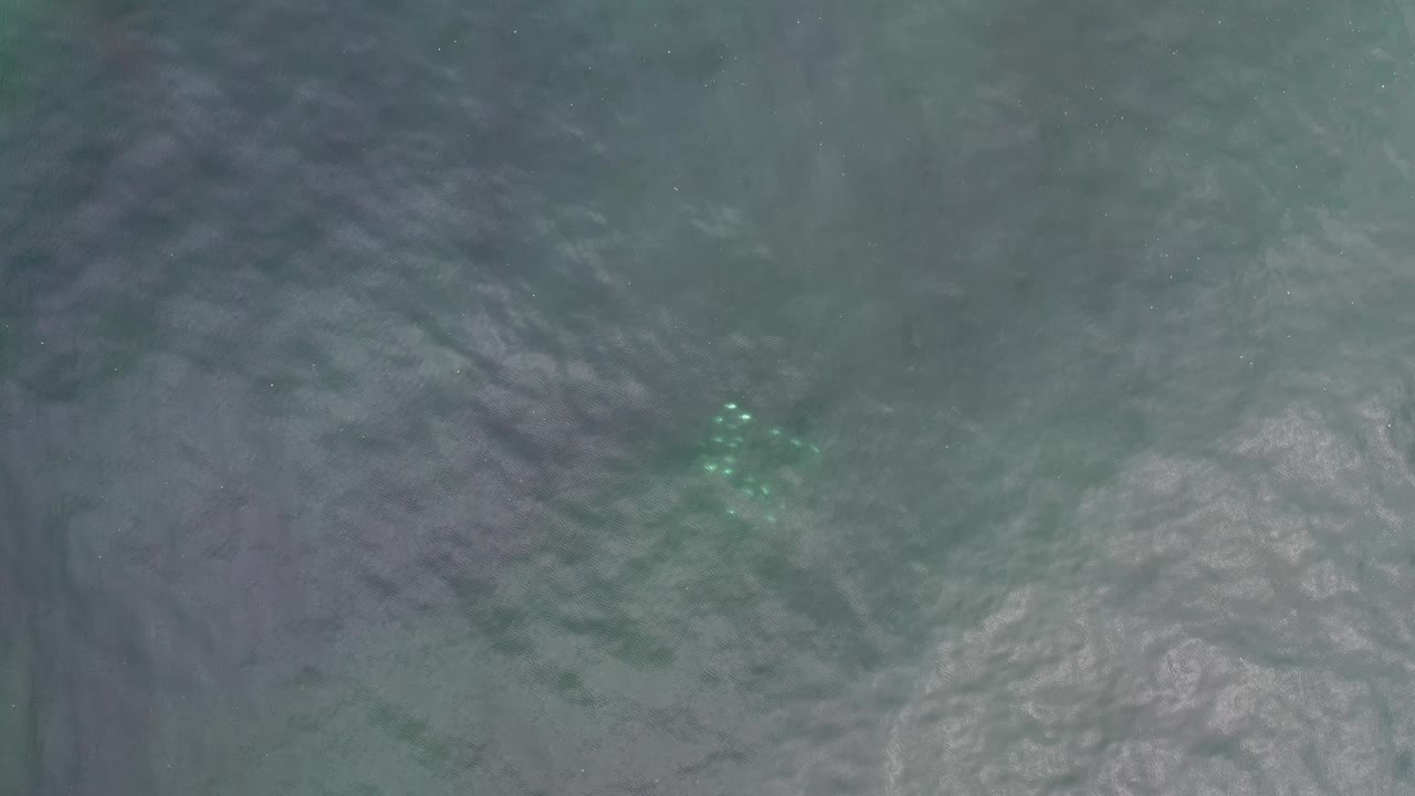 A small group of bright jellyfish sits left of center below the rippled ocean surface in Los Cabos, Mexico, with no visible people.