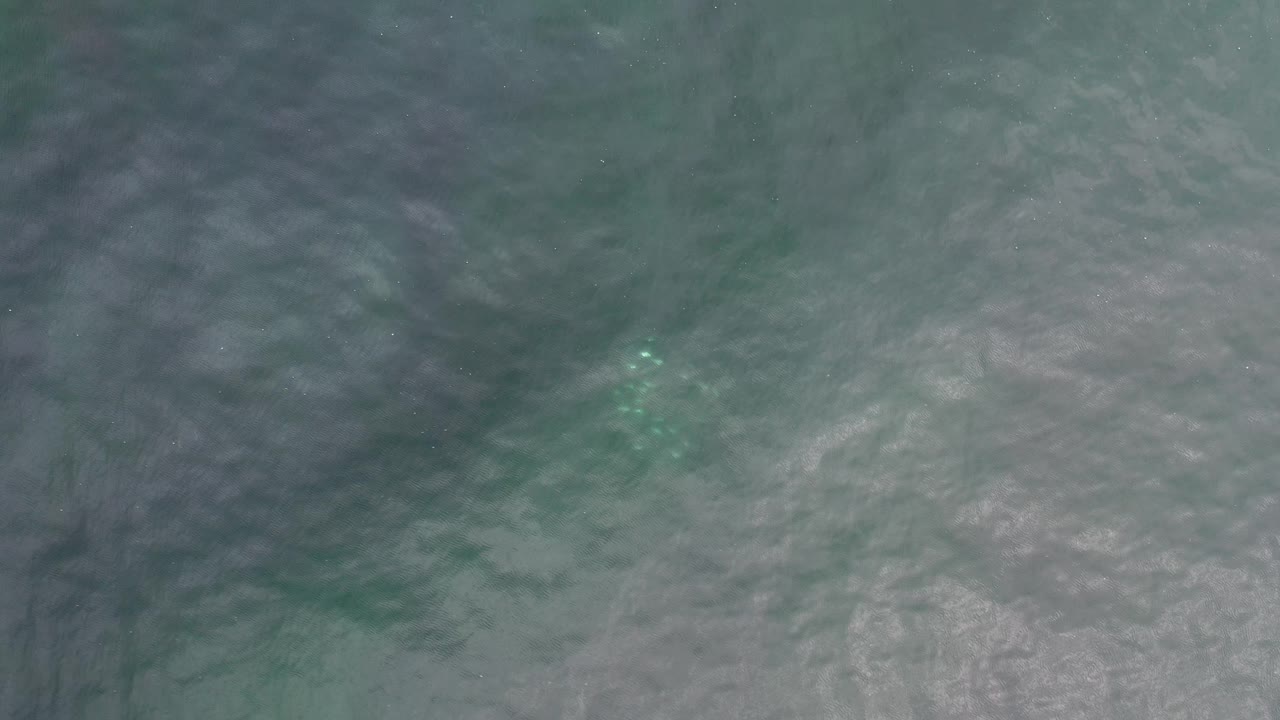 Glowing jellyfish points in murky green ocean water