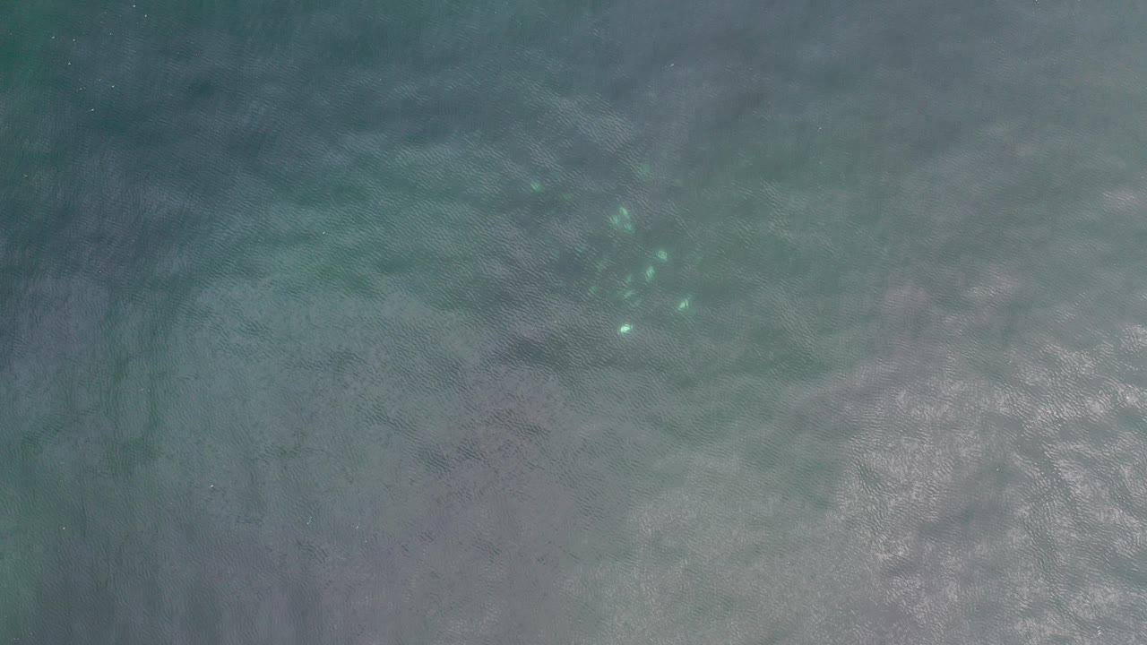 Opening frame of blue green ocean in Los Cabos, Mexico, with pale wave texture and a small cluster of fish visible under the surface, no visible people.