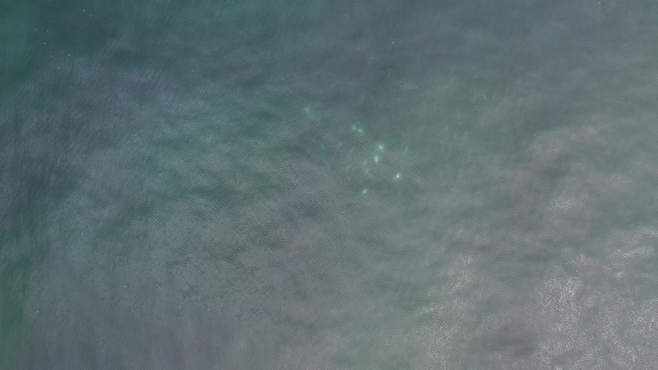 Overhead ocean water with pale surf texture and a small fish school near the upper frame.