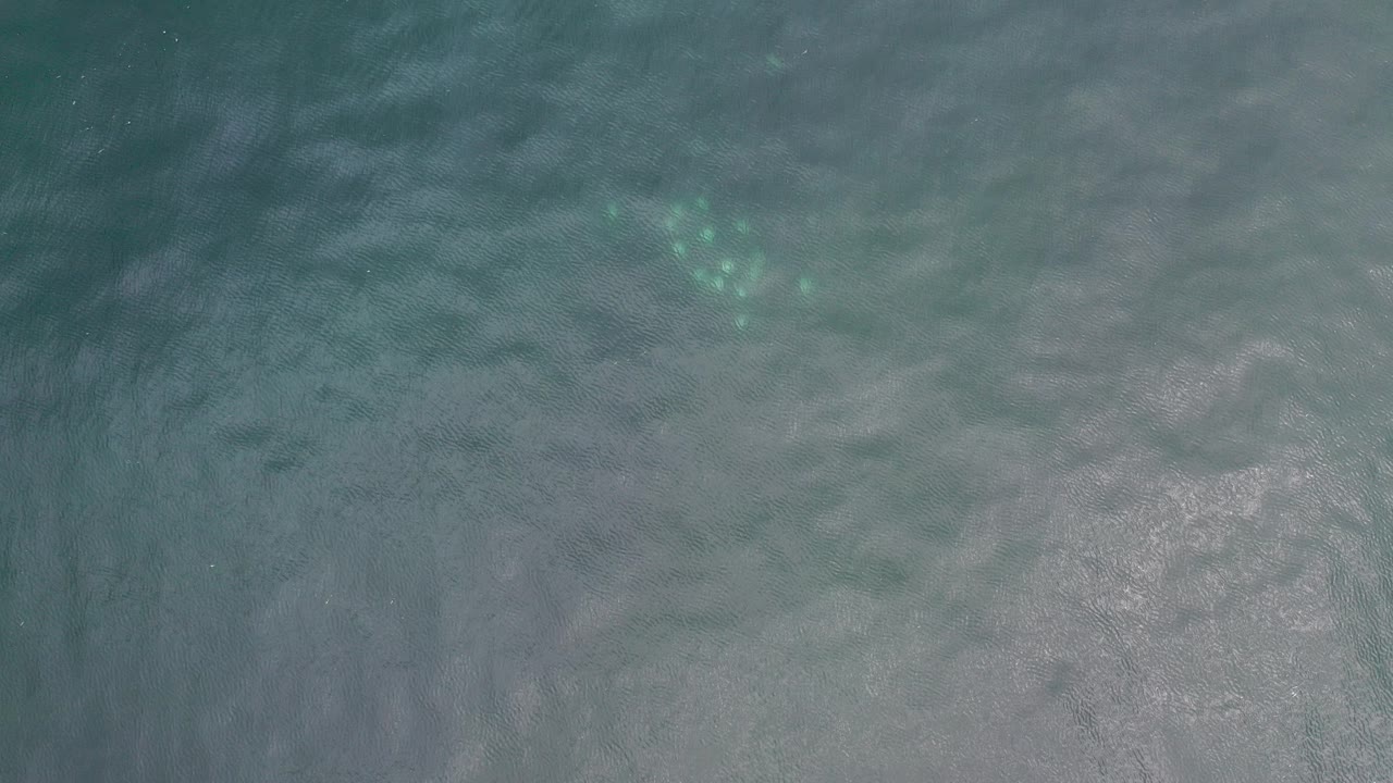 Top-down ocean water with a faint turtle below the surface.