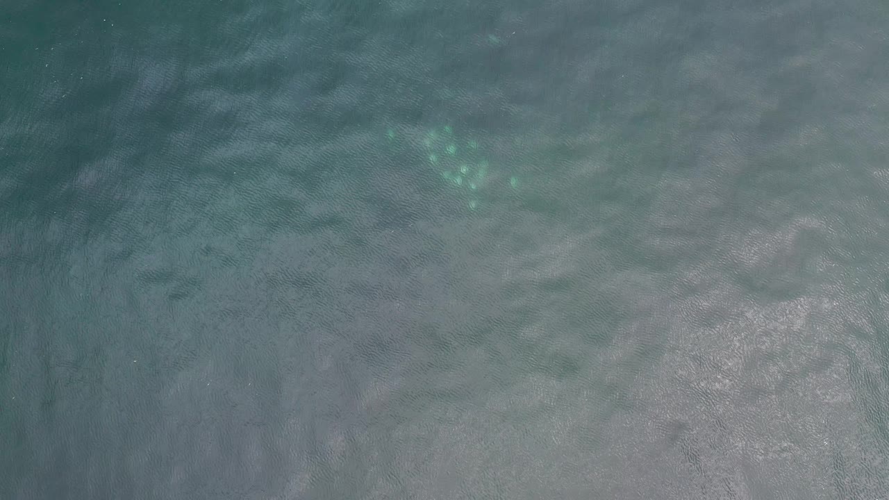 A top-down Los Cabos water frame shows the turtle slightly clearer beneath soft ripples, with pale seabed texture and no visible people.
