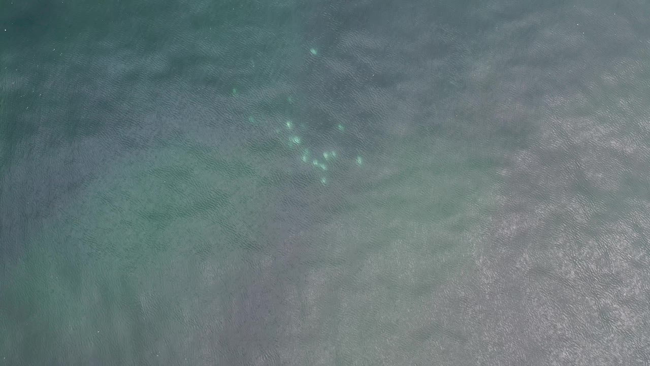 Gray ocean ripples with scattered bright turquoise points near the upper right.