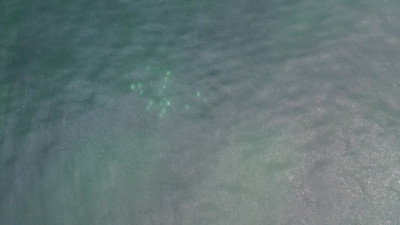 Overhead frame from Los Cabos, Mexico showing a small cluster of pale jellyfish under rippled shallow water, with no visible people.