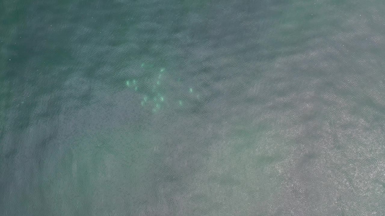Aerial view over Los Cabos, Mexico with the jellyfish cluster slightly higher in frame beneath textured teal water and no visible people.