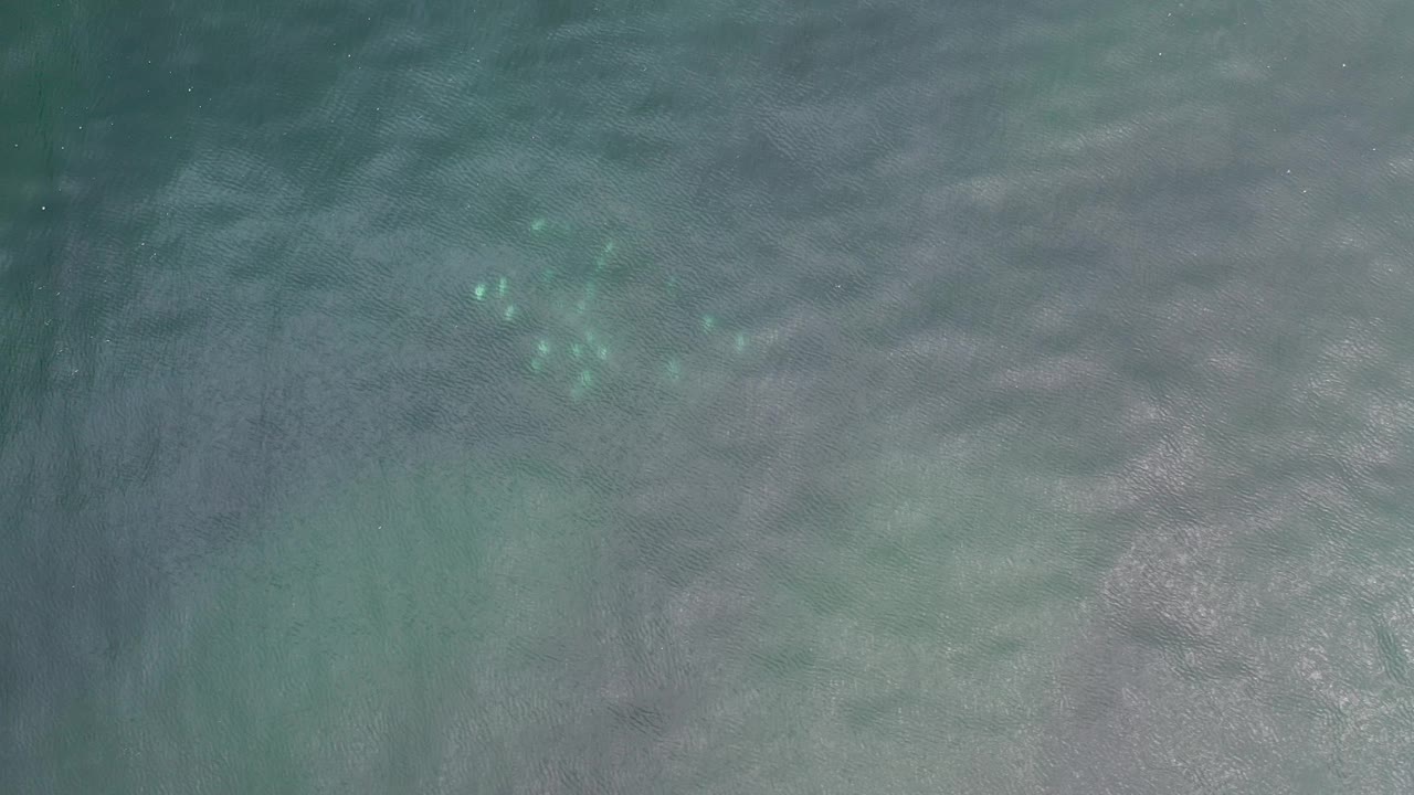 Jellyfish cluster in clear shallow coastal water