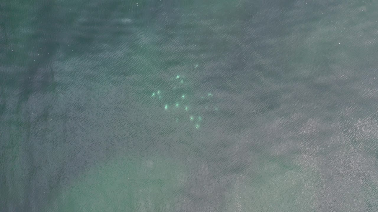 Small pale fish under rippled green seawater
