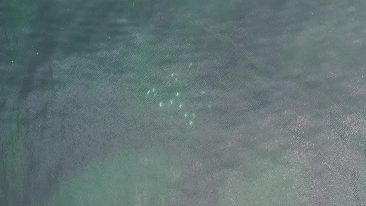 A loose group of small pale fish sits below turquoise-green surface ripples in Los Cabos, Mexico, with no visible people or shoreline.