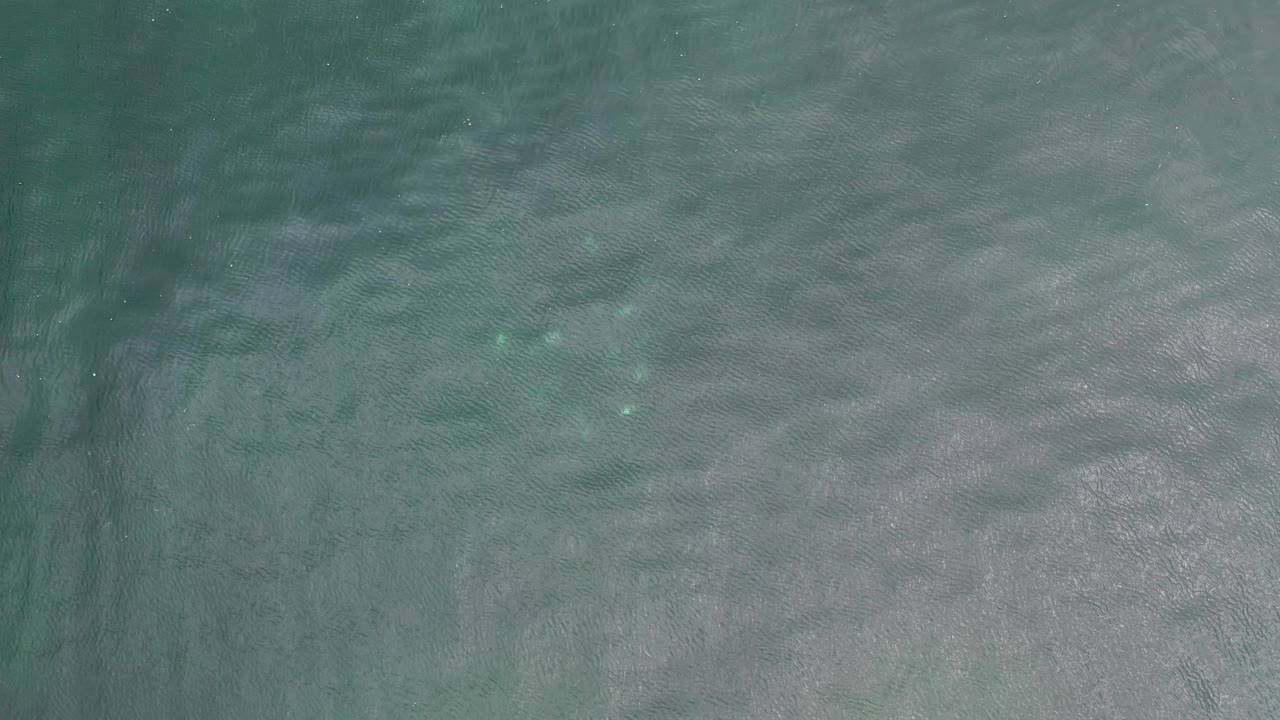 Overhead sea surface with mottled green water and dark vertical shading.