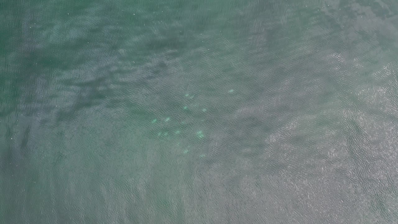 Top-down view of green-blue water in Los Cabos, Mexico, with pale shallows, soft ripples, and a small cluster of fish visible below the surface, no visible people.