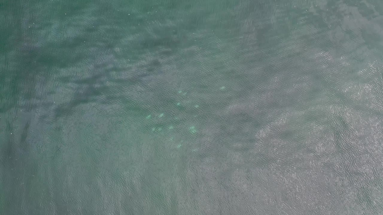 Overhead Los Cabos water frame with muted green surface ripples, pale underwater ground, and scattered light fish shapes near the upper right, no visible people.