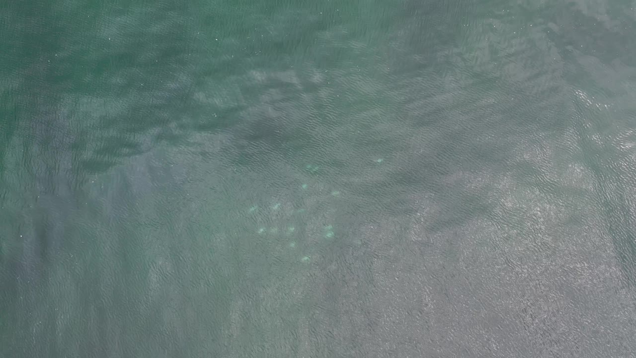 Green shallow water with a small school of fish