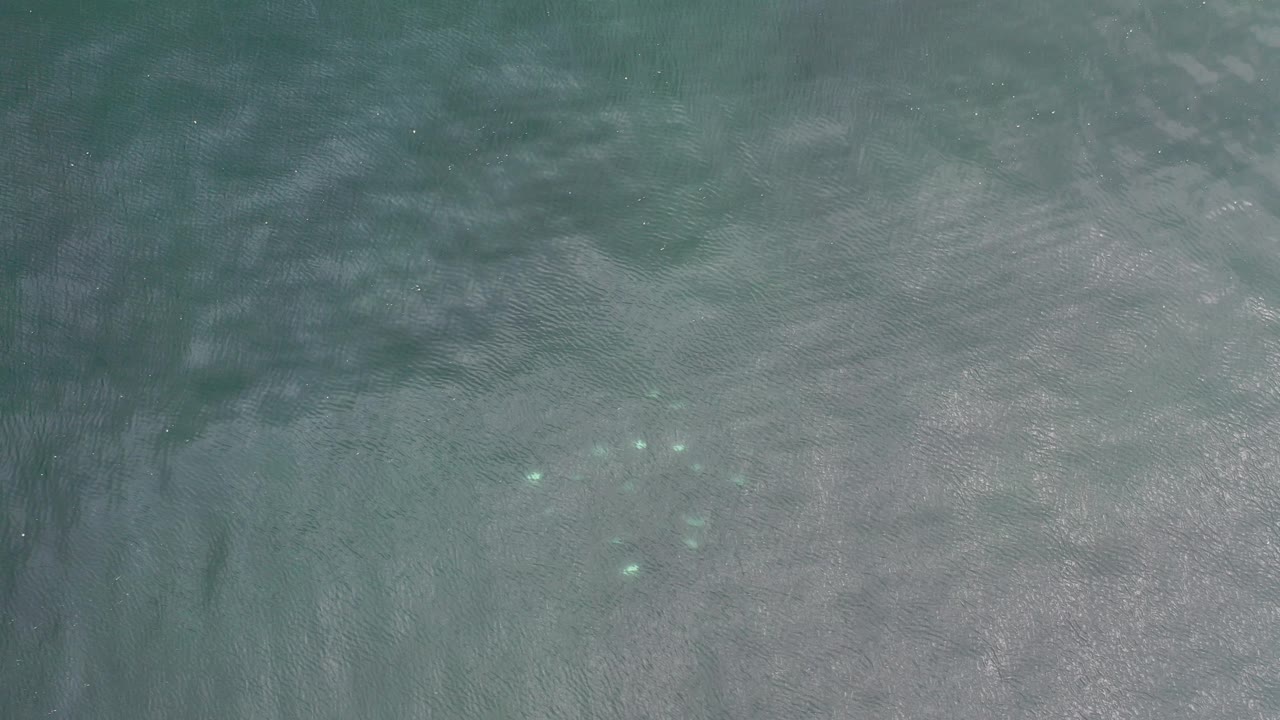 Blue-green ocean water with small bright fish beneath gentle surface ripples.